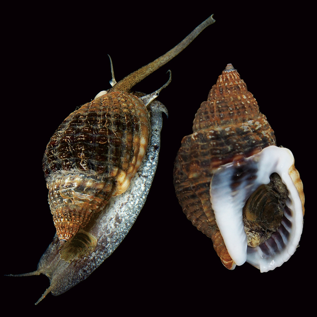 ムシロガイ: アマモ場の生きもの図鑑