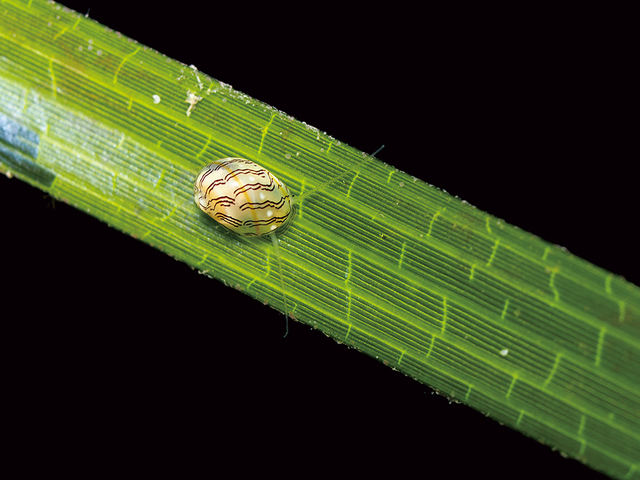 アマモ場の小さな生き物たち ｜ 東京ズーネット