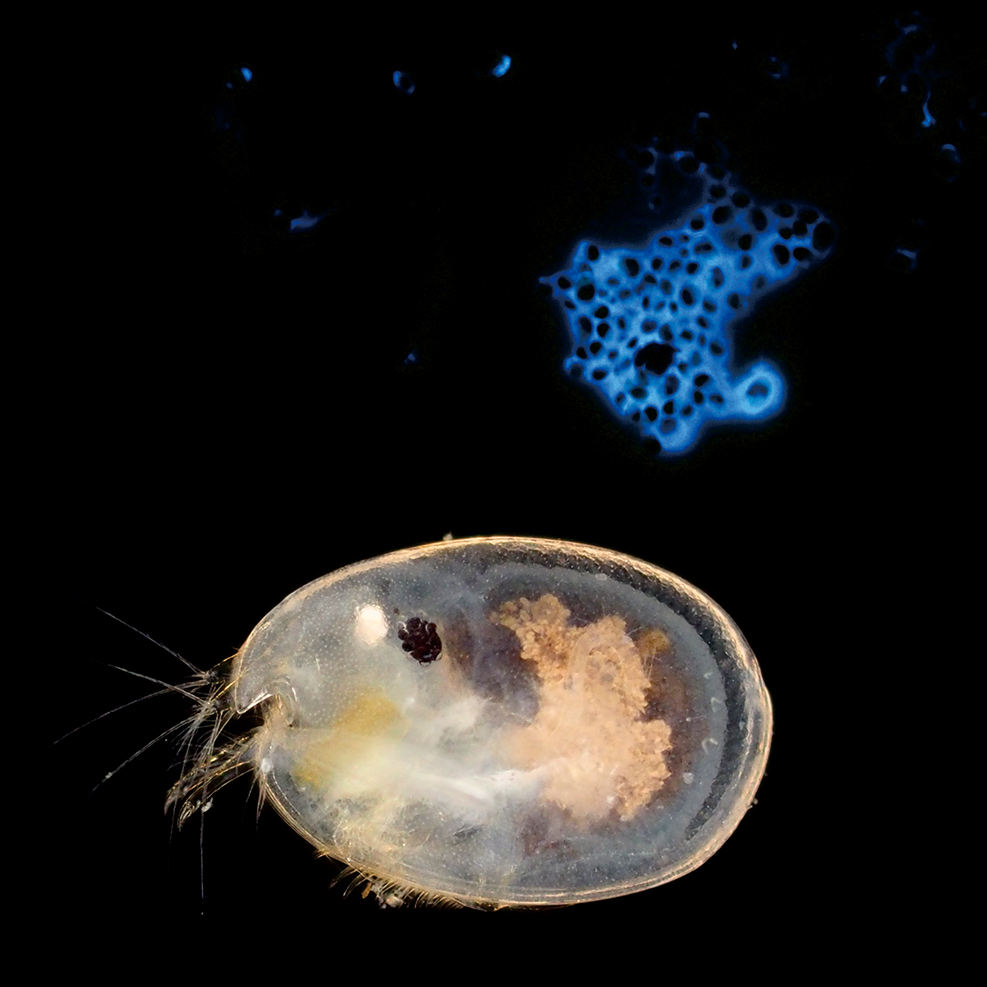 ウミホタル アマモ場の生きもの図鑑