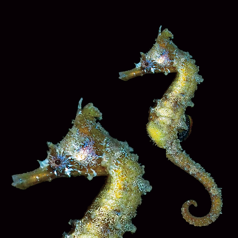 ヒメタツ1ペア(自家繁殖) 4~6cm（タツノオトシゴ） 繁殖狙いの方オススメ！ - 魚類、水生生物